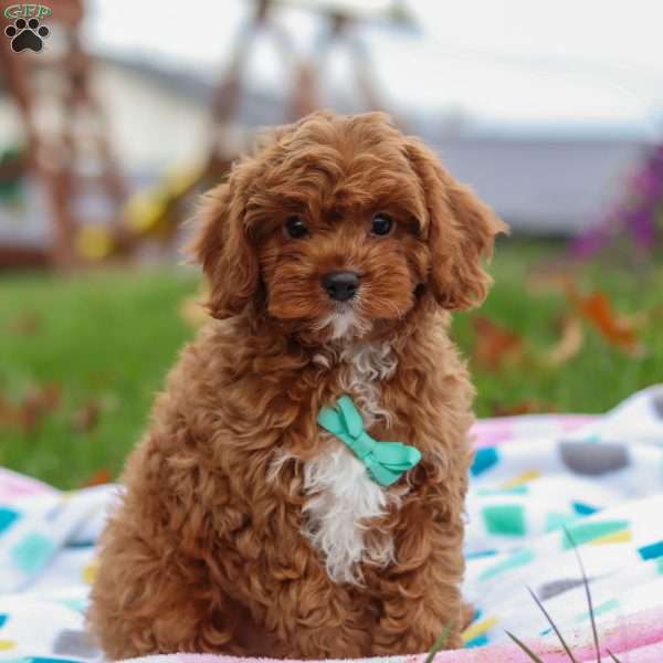 Charlie, Cavapoo Puppy