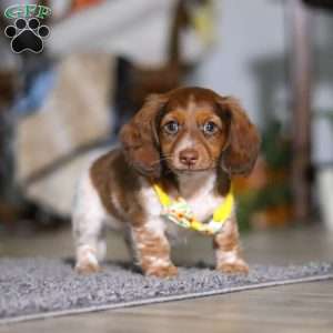 Charlie, Dachshund Puppy