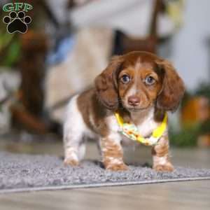 Charlie, Dachshund Puppy