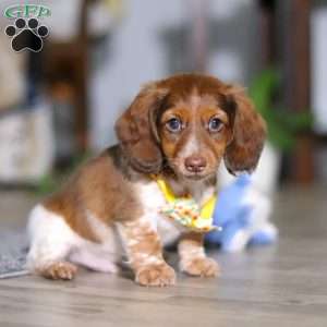 Charlie, Dachshund Puppy