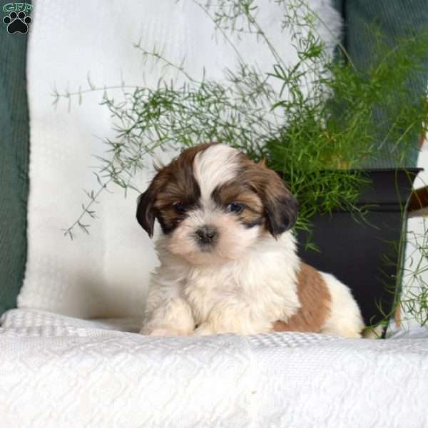 Charlie, Shih Tzu Puppy