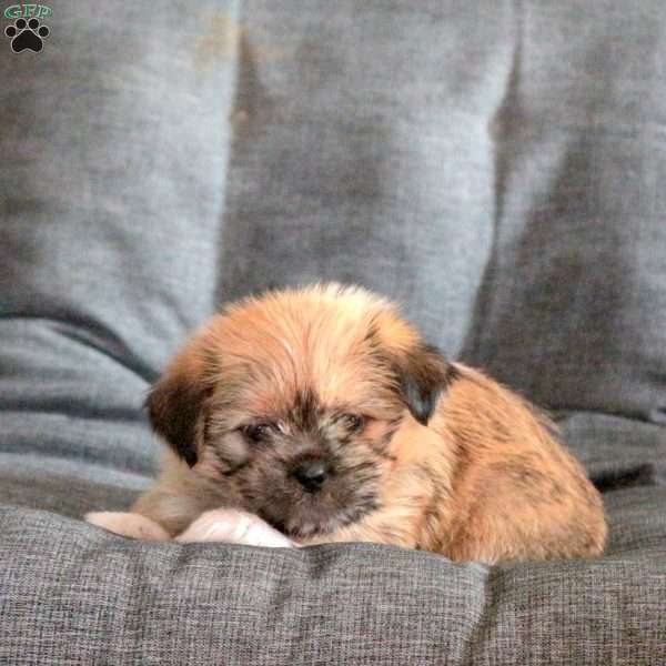 Charlie, Shorkie Puppy