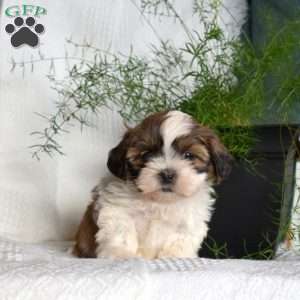 Charlie, Shih Tzu Puppy