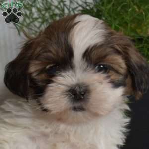 Charlie, Shih Tzu Puppy