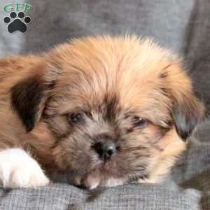 Charlie, Shorkie Puppy
