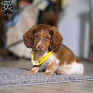 Charlie, Dachshund Puppy