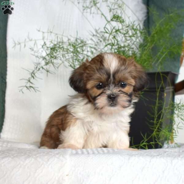 Charlotte, Shih Tzu Puppy