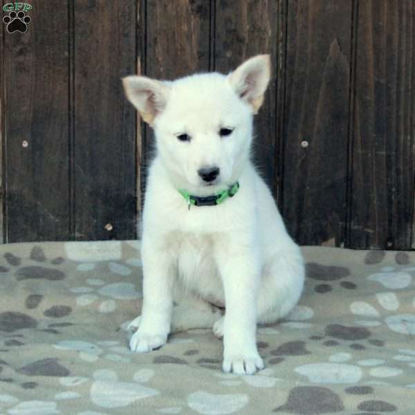 Charlotte, German Shepherd Mix Puppy