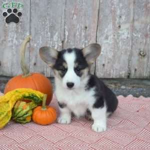 Charlotte, Pembroke Welsh Corgi Puppy