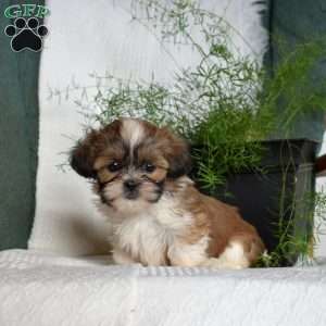 Charlotte, Shih Tzu Puppy