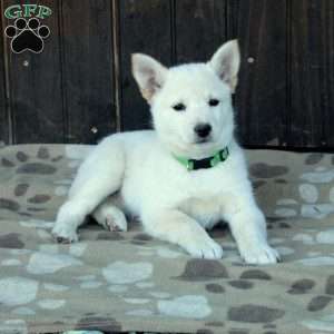 Charlotte, German Shepherd Mix Puppy