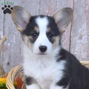 Charlotte, Pembroke Welsh Corgi Puppy