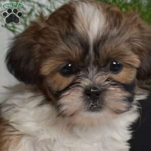 Charlotte, Shih Tzu Puppy
