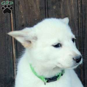 Charlotte, German Shepherd Mix Puppy