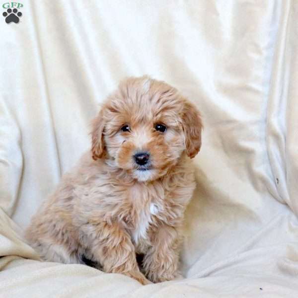 Charm, Mini Whoodle Puppy