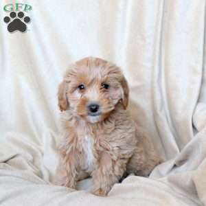 Charm, Mini Whoodle Puppy