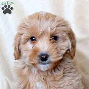 Charm, Mini Whoodle Puppy