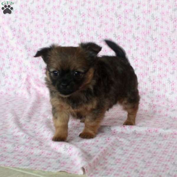 Charming Chad, Chihuahua Puppy