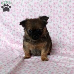 Charming Chad, Chihuahua Puppy