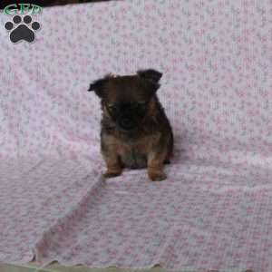 Charming Chad, Chihuahua Puppy