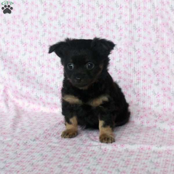 Charming Chipper, Chihuahua Puppy