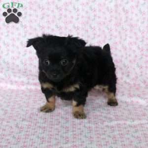 Charming Chipper, Chihuahua Puppy