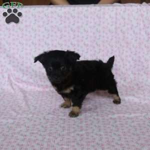 Charming Chipper, Chihuahua Puppy