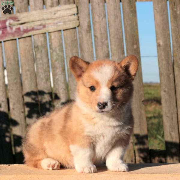 Charming, Pembroke Welsh Corgi Puppy