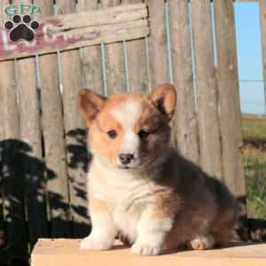 Charming, Pembroke Welsh Corgi Puppy