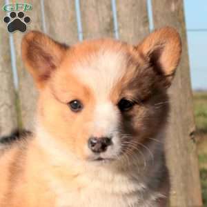 Charming, Pembroke Welsh Corgi Puppy