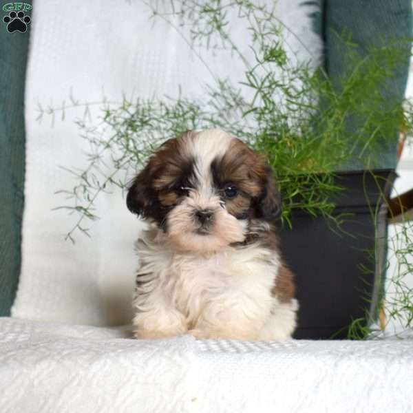 Chase, Shih Tzu Puppy