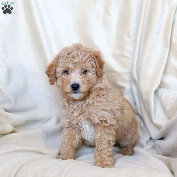 Chase, Mini Whoodle Puppy