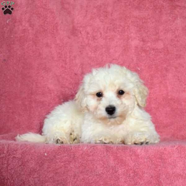 Chase, Bichon Frise Puppy