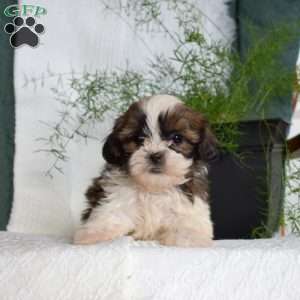 Chase, Shih Tzu Puppy