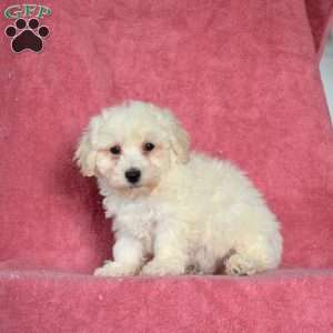 Chase, Bichon Frise Puppy