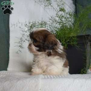 Chase, Shih Tzu Puppy