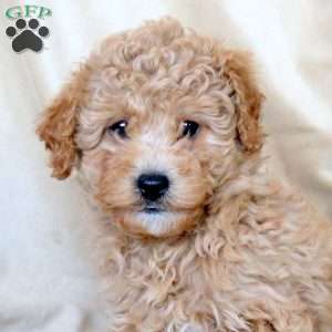 Chase, Mini Whoodle Puppy