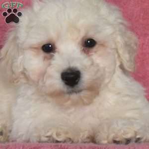 Chase, Bichon Frise Puppy