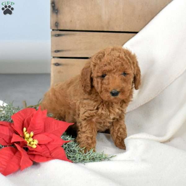 Cheddar, Miniature Poodle Puppy
