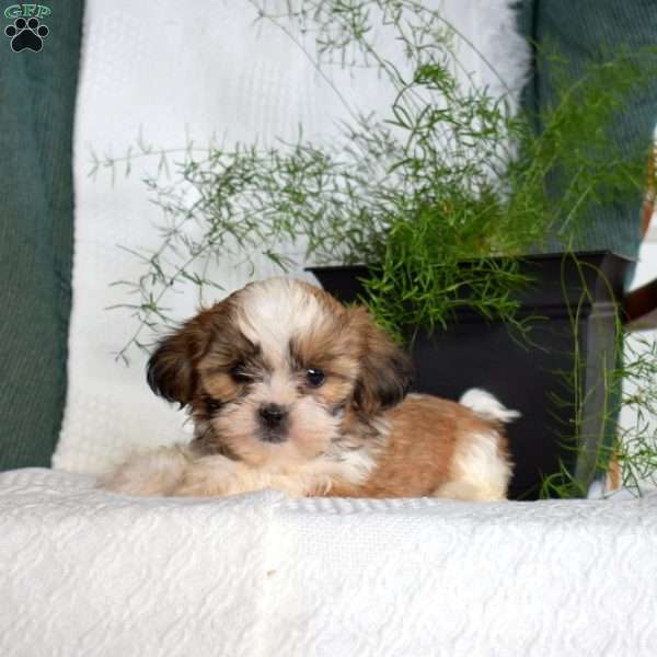 Cheerio, Shih Tzu Puppy
