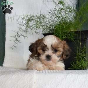 Cheerio, Shih Tzu Puppy