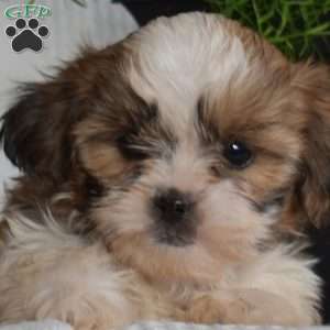 Cheerio, Shih Tzu Puppy