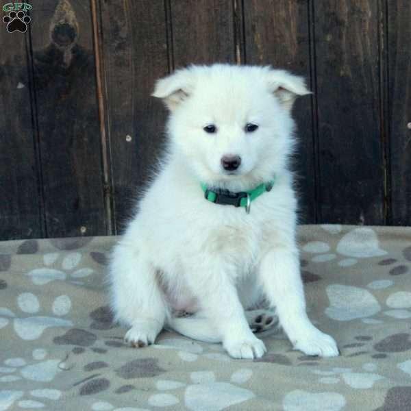 Chelsea, German Shepherd Mix Puppy