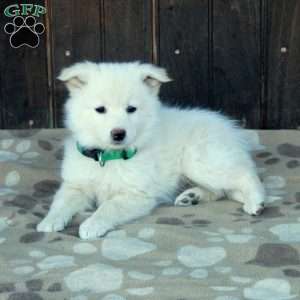 Chelsea, German Shepherd Mix Puppy