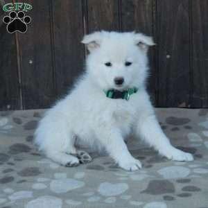 Chelsea, German Shepherd Mix Puppy