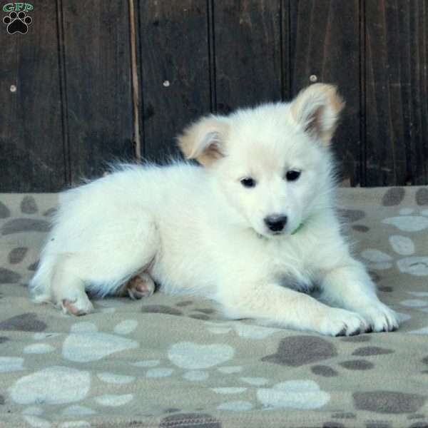 Cherry, German Shepherd Mix Puppy