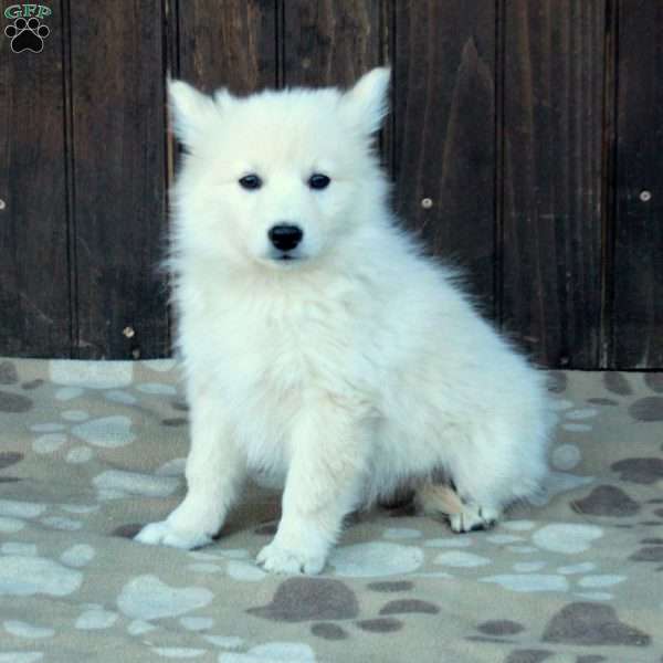 Chester, German Shepherd Mix Puppy