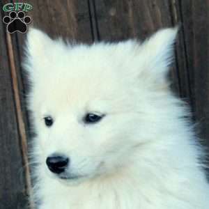 Chester, German Shepherd Mix Puppy