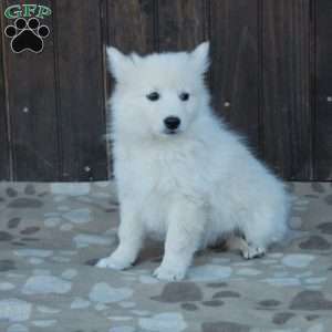Chester, German Shepherd Mix Puppy