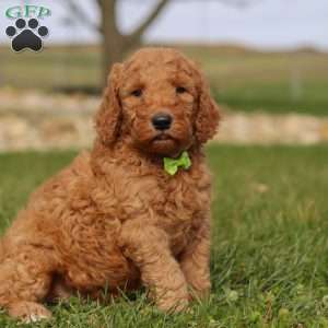 Chestnut, Goldendoodle Puppy